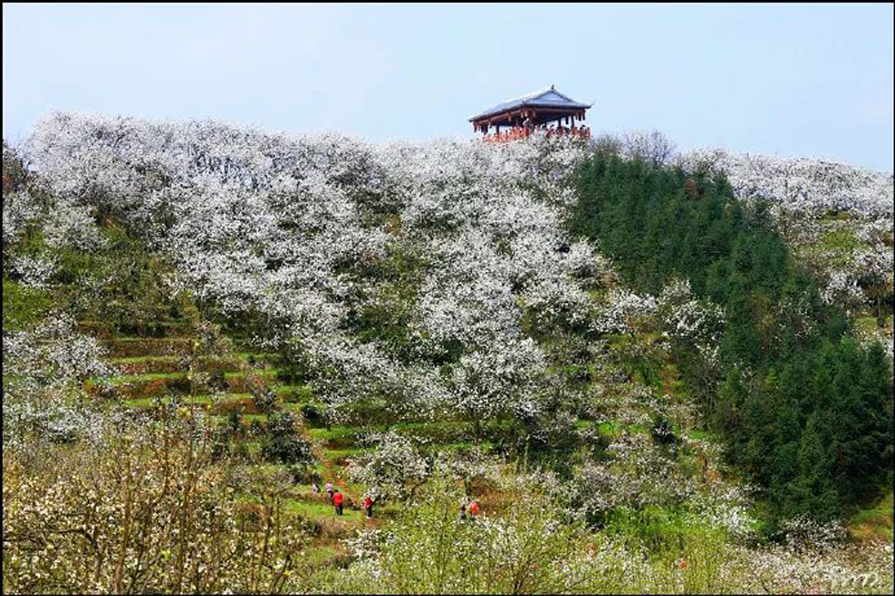 【春天，广西桂林灌阳县向您发出邀请！】我们在灌阳看梨花 - 游山玩水 - 庆阳生活社区 - 庆阳28生活网 qingyang.28life.net