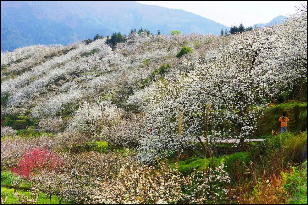 【春天，广西桂林灌阳县向您发出邀请！】我们在灌阳看梨花 - 游山玩水 - 庆阳生活社区 - 庆阳28生活网 qingyang.28life.net