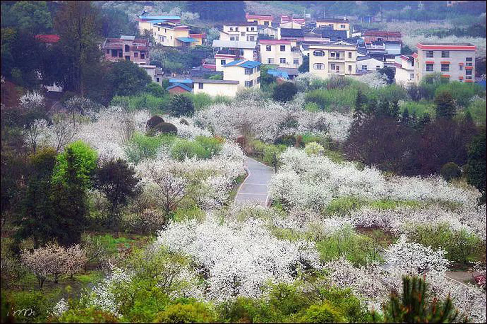【春天，广西桂林灌阳县向您发出邀请！】我们在灌阳看梨花 - 游山玩水 - 庆阳生活社区 - 庆阳28生活网 qingyang.28life.net