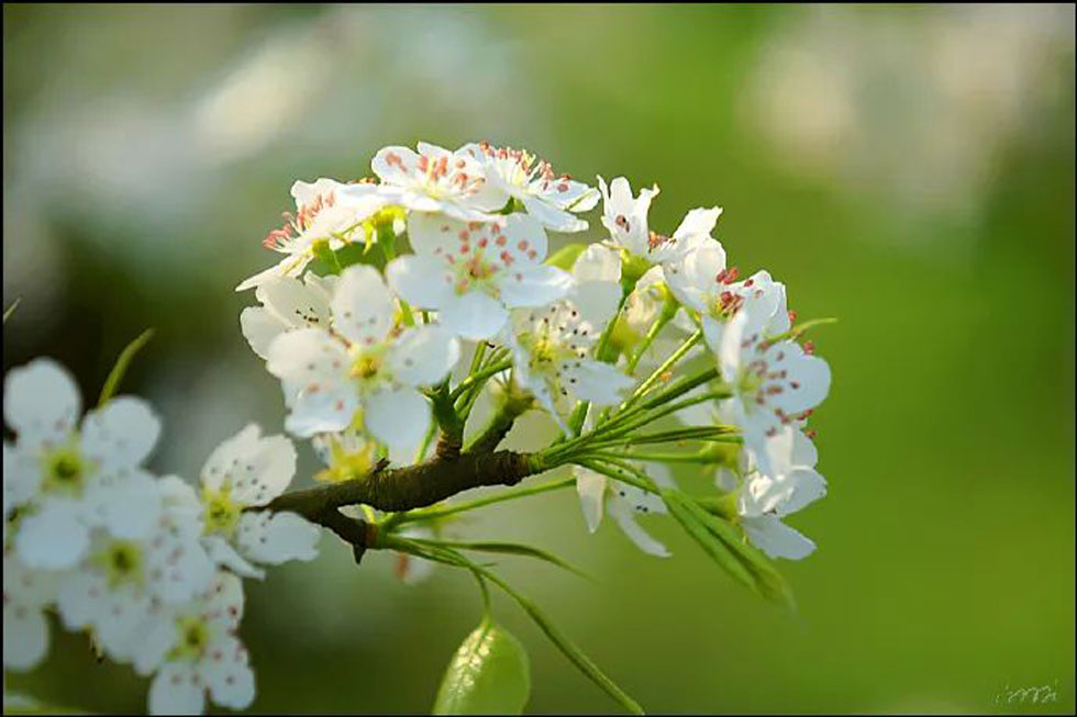 【春天，广西桂林灌阳县向您发出邀请！】我们在灌阳看梨花 - 游山玩水 - 庆阳生活社区 - 庆阳28生活网 qingyang.28life.net