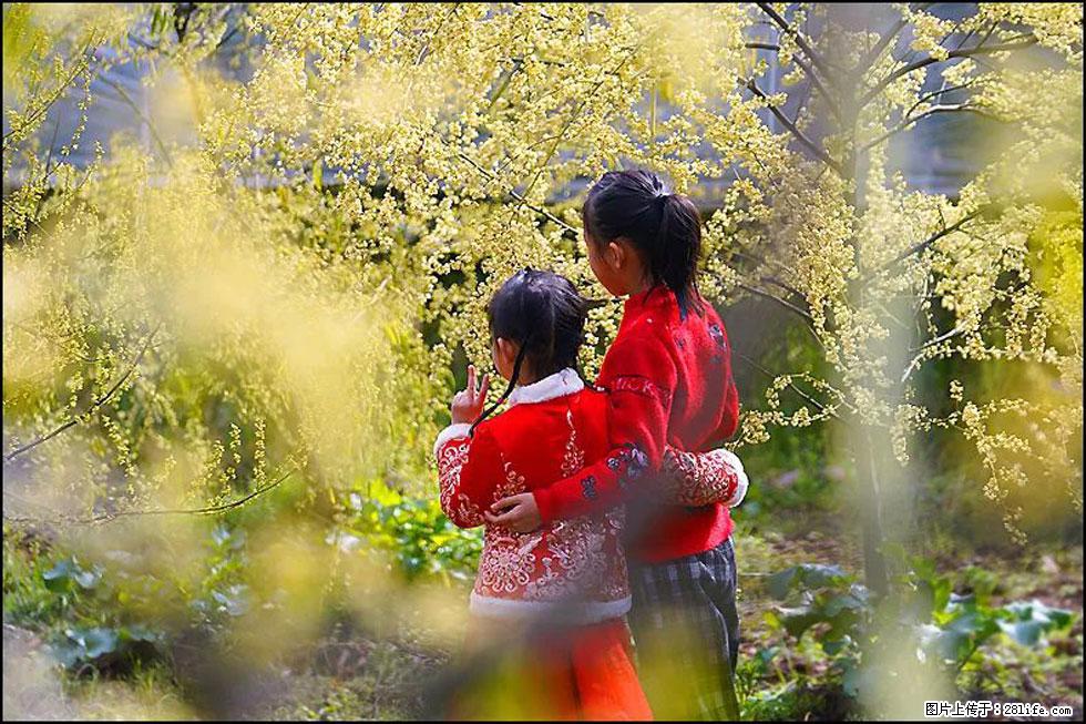 【春天，广西桂林灌阳县向您发出邀请！】米珠山前有片山苍子花在飘香 - 游山玩水 - 庆阳生活社区 - 庆阳28生活网 qingyang.28life.net
