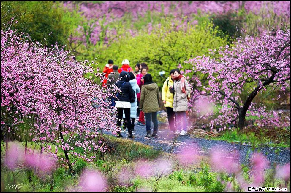 【春天，广西桂林灌阳县向您发出邀请！】官庄村有个醉美的桃花园 - 游山玩水 - 庆阳生活社区 - 庆阳28生活网 qingyang.28life.net