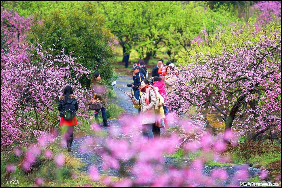 【春天，广西桂林灌阳县向您发出邀请！】官庄村有个醉美的桃花园 - 游山玩水 - 庆阳生活社区 - 庆阳28生活网 qingyang.28life.net
