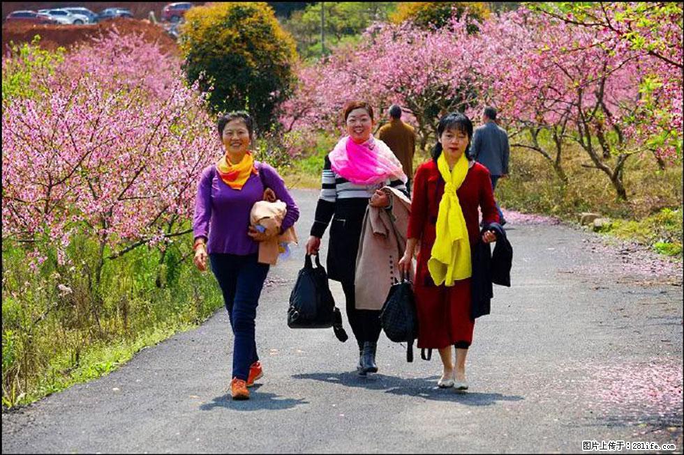 【春天，广西桂林灌阳县向您发出邀请！】官庄村有个醉美的桃花园 - 游山玩水 - 庆阳生活社区 - 庆阳28生活网 qingyang.28life.net