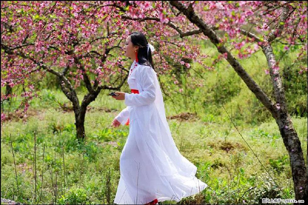 【春天，广西桂林灌阳县向您发出邀请！】官庄村有个醉美的桃花园 - 游山玩水 - 庆阳生活社区 - 庆阳28生活网 qingyang.28life.net