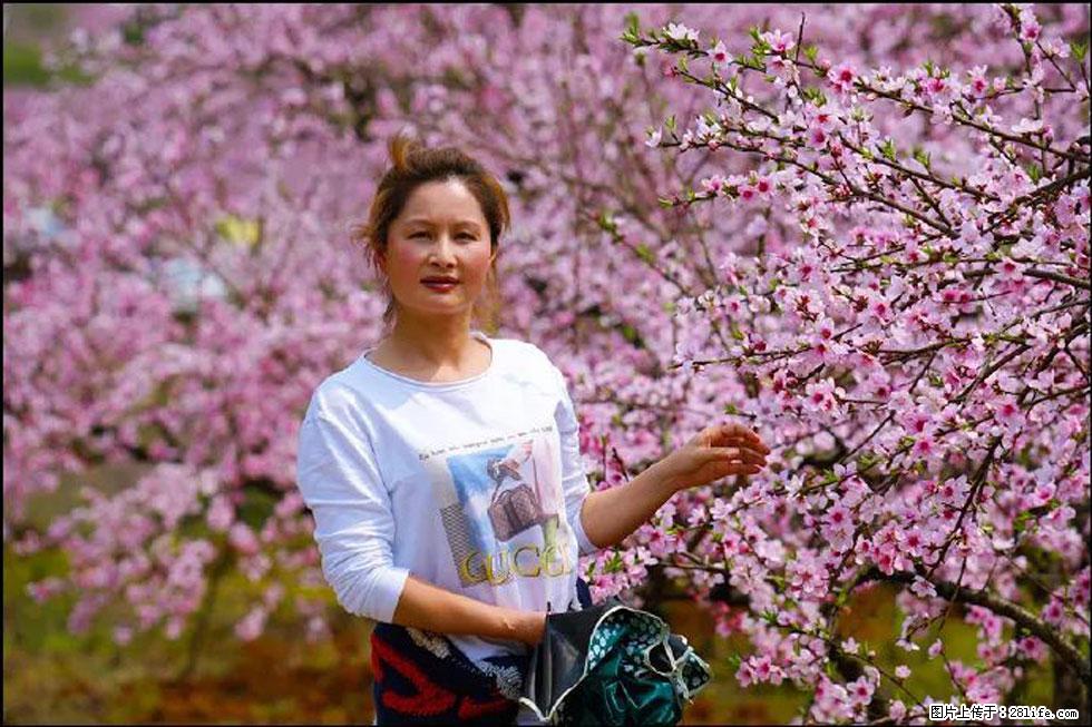 【春天，广西桂林灌阳县向您发出邀请！】官庄村有个醉美的桃花园 - 游山玩水 - 庆阳生活社区 - 庆阳28生活网 qingyang.28life.net