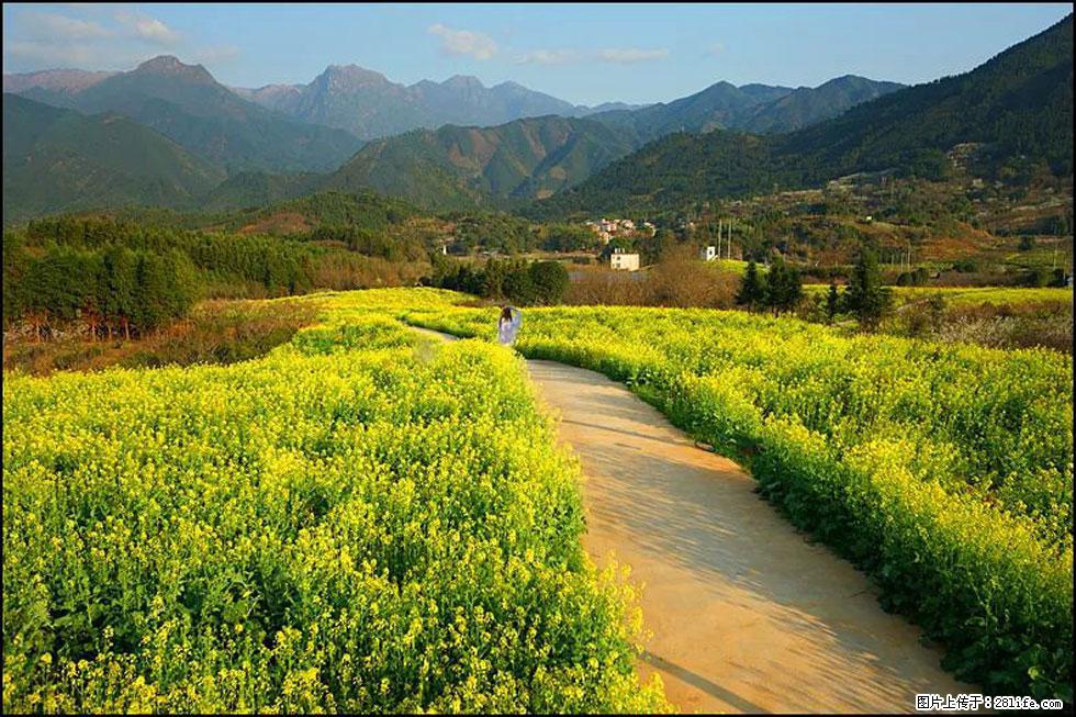 【春天，广西桂林灌阳县向您发出邀请！】长坪村油菜盛情花开 - 游山玩水 - 庆阳生活社区 - 庆阳28生活网 qingyang.28life.net
