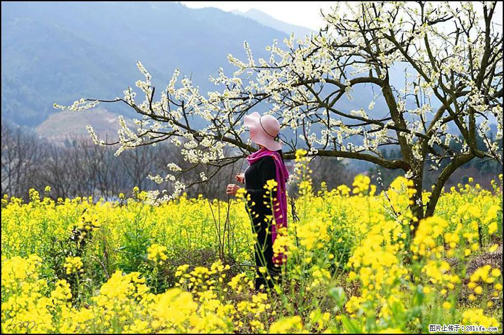 【春天，广西桂林灌阳县向您发出邀请！】长坪村油菜盛情花开 - 游山玩水 - 庆阳生活社区 - 庆阳28生活网 qingyang.28life.net