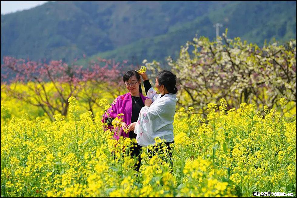 【春天，广西桂林灌阳县向您发出邀请！】长坪村油菜盛情花开 - 游山玩水 - 庆阳生活社区 - 庆阳28生活网 qingyang.28life.net