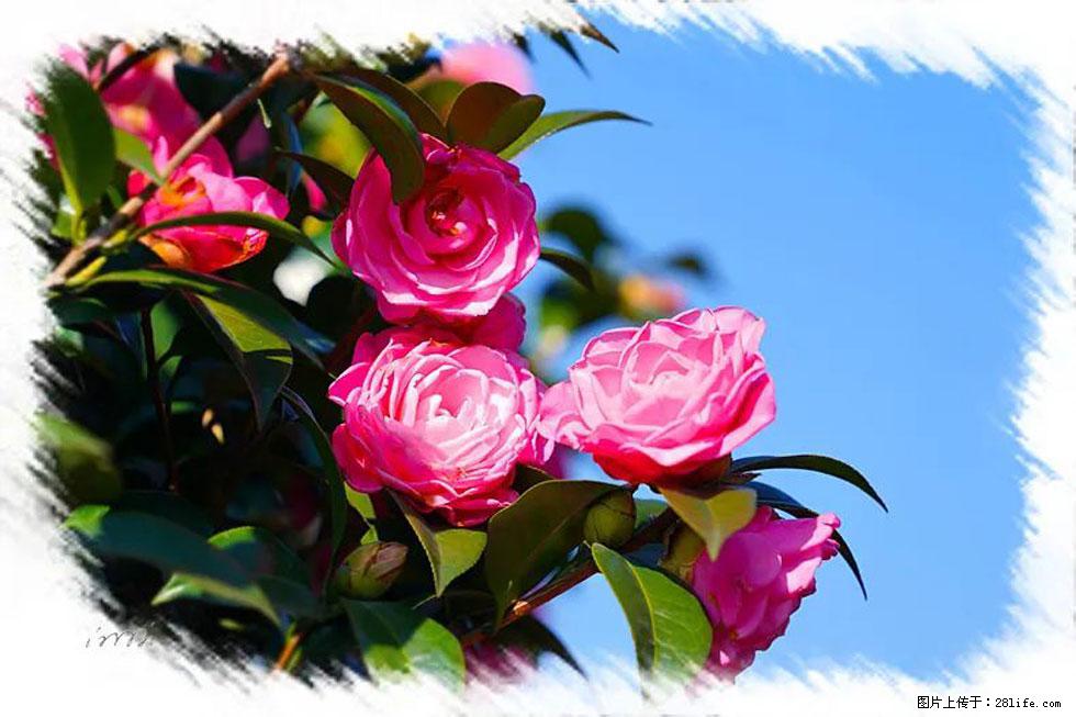 【春天，广西桂林灌阳县向您发出邀请！】杨柳井茶花惹人爱 - 游山玩水 - 庆阳生活社区 - 庆阳28生活网 qingyang.28life.net