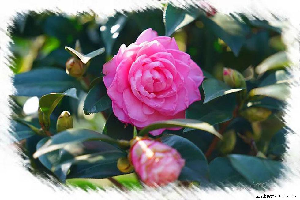 【春天，广西桂林灌阳县向您发出邀请！】杨柳井茶花惹人爱 - 游山玩水 - 庆阳生活社区 - 庆阳28生活网 qingyang.28life.net