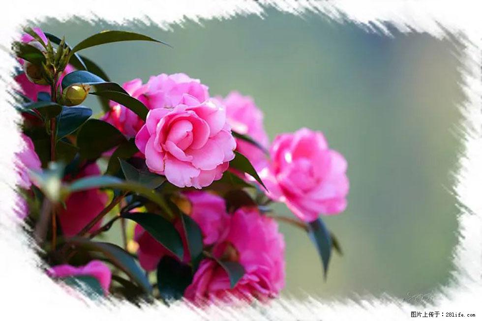 【春天，广西桂林灌阳县向您发出邀请！】杨柳井茶花惹人爱 - 游山玩水 - 庆阳生活社区 - 庆阳28生活网 qingyang.28life.net
