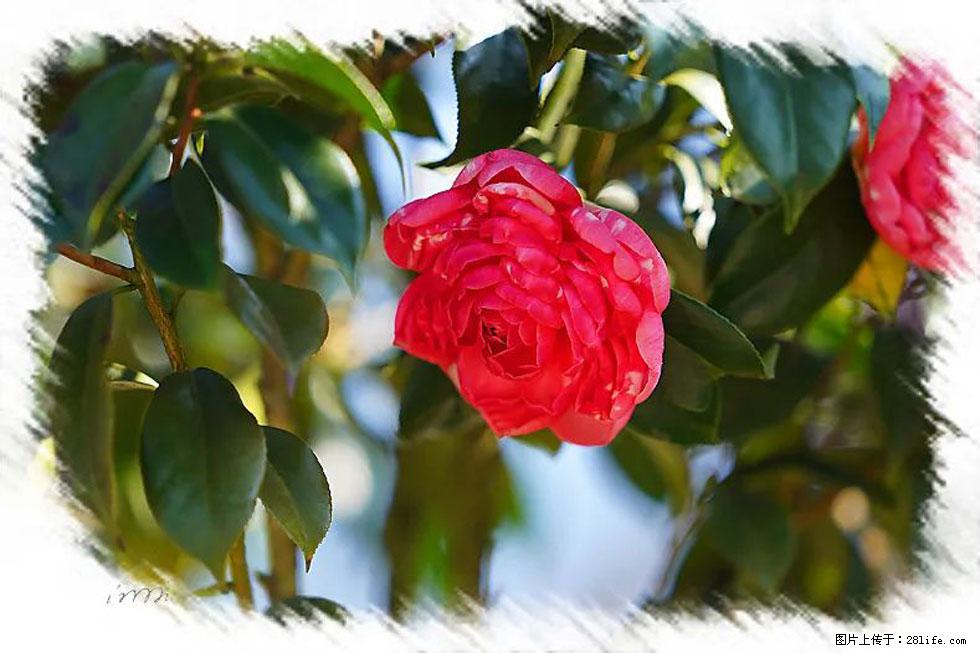 【春天，广西桂林灌阳县向您发出邀请！】杨柳井茶花惹人爱 - 游山玩水 - 庆阳生活社区 - 庆阳28生活网 qingyang.28life.net