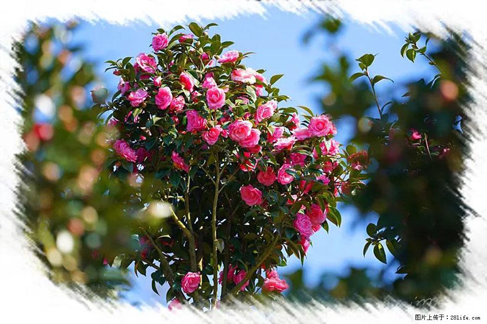 【春天，广西桂林灌阳县向您发出邀请！】杨柳井茶花惹人爱 - 游山玩水 - 庆阳生活社区 - 庆阳28生活网 qingyang.28life.net