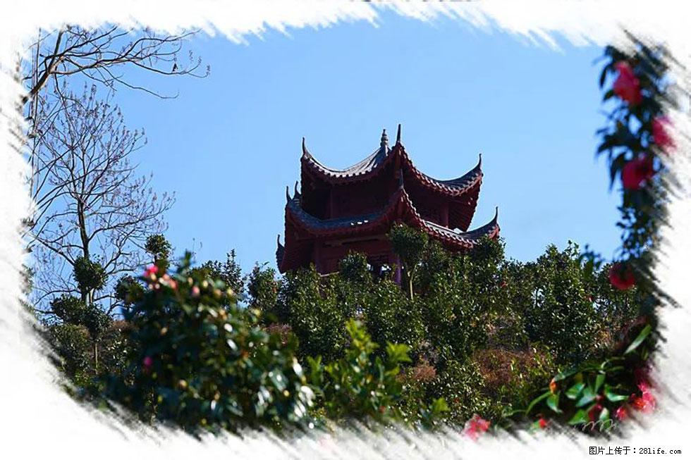 【春天，广西桂林灌阳县向您发出邀请！】杨柳井茶花惹人爱 - 游山玩水 - 庆阳生活社区 - 庆阳28生活网 qingyang.28life.net