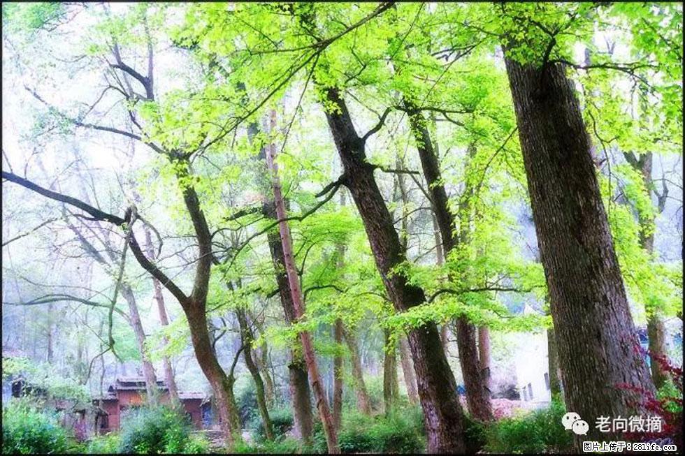 【春天，广西桂林灌阳县向您发出邀请！】在小龙村与春天约会 - 游山玩水 - 庆阳生活社区 - 庆阳28生活网 qingyang.28life.net