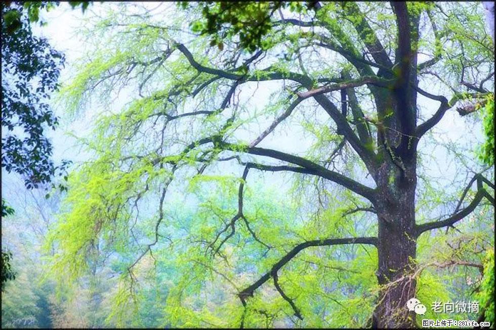 【春天，广西桂林灌阳县向您发出邀请！】在小龙村与春天约会 - 游山玩水 - 庆阳生活社区 - 庆阳28生活网 qingyang.28life.net