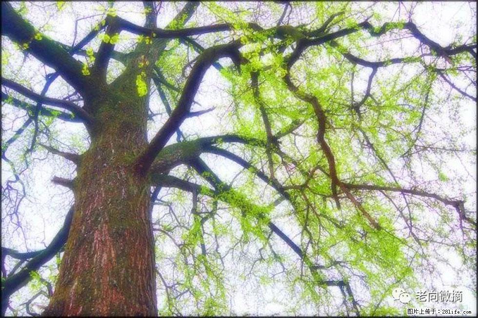 【春天，广西桂林灌阳县向您发出邀请！】在小龙村与春天约会 - 游山玩水 - 庆阳生活社区 - 庆阳28生活网 qingyang.28life.net