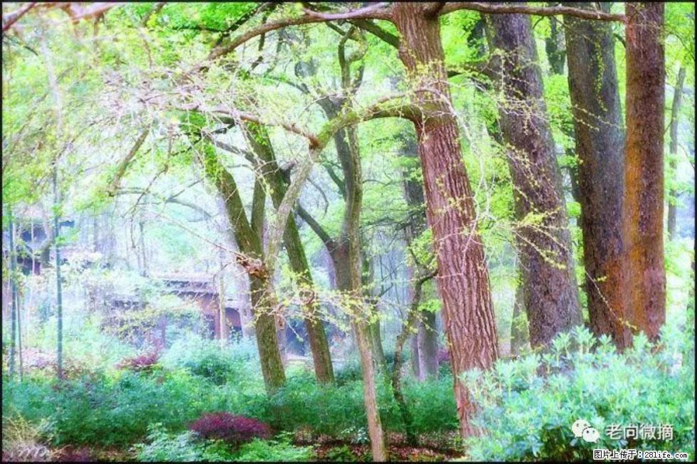 【春天，广西桂林灌阳县向您发出邀请！】在小龙村与春天约会 - 游山玩水 - 庆阳生活社区 - 庆阳28生活网 qingyang.28life.net