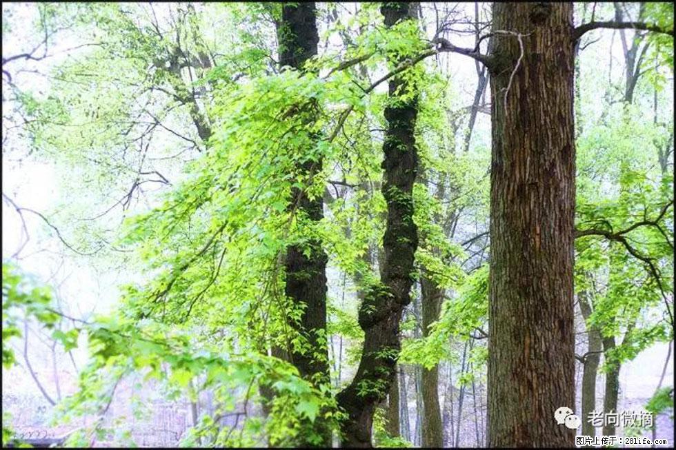 【春天，广西桂林灌阳县向您发出邀请！】在小龙村与春天约会 - 游山玩水 - 庆阳生活社区 - 庆阳28生活网 qingyang.28life.net