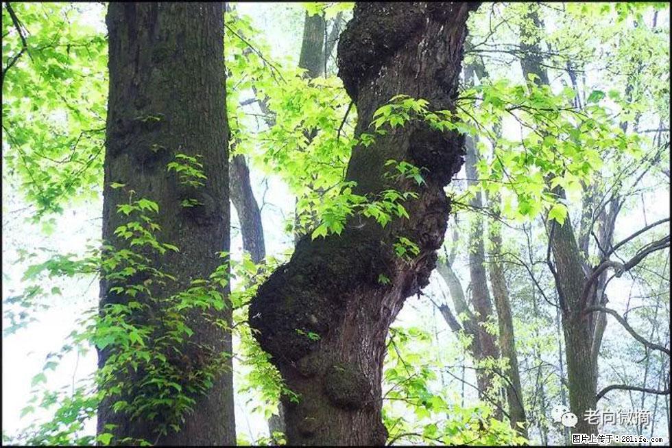 【春天，广西桂林灌阳县向您发出邀请！】在小龙村与春天约会 - 游山玩水 - 庆阳生活社区 - 庆阳28生活网 qingyang.28life.net