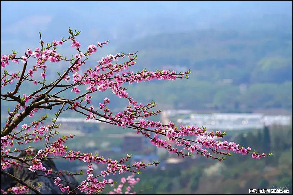 【春天，广西桂林灌阳县向您发出邀请！】望月岭上桃花开 - 游山玩水 - 庆阳生活社区 - 庆阳28生活网 qingyang.28life.net