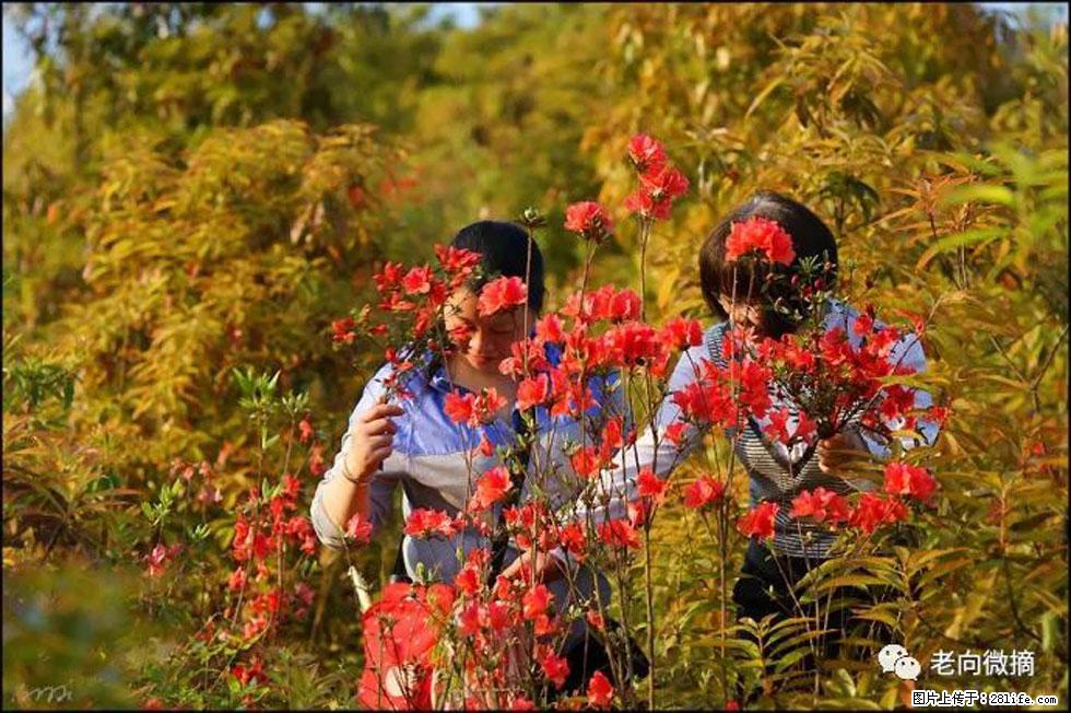 【春天，广西桂林灌阳县向您发出邀请！】登麒麟山，相约映山红 - 游山玩水 - 庆阳生活社区 - 庆阳28生活网 qingyang.28life.net