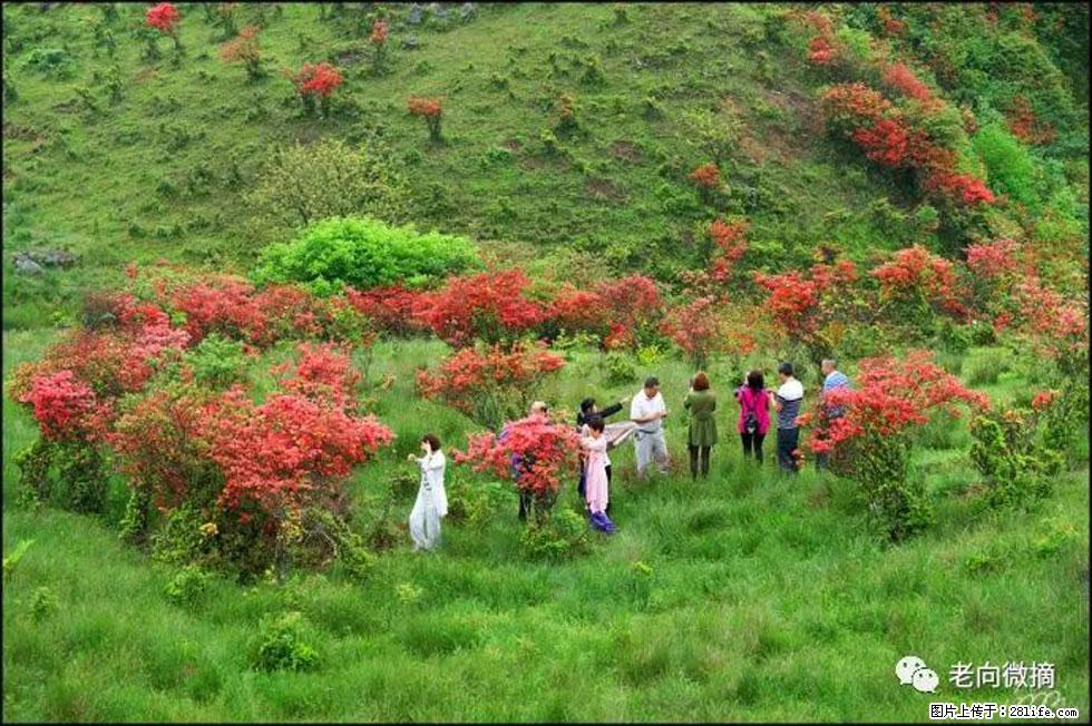 【春天,广西桂林灌阳县向您发出邀请!】宝盖山上映山红 - 游山玩水 - 庆阳生活社区 - 庆阳28生活网 qingyang.28life.net