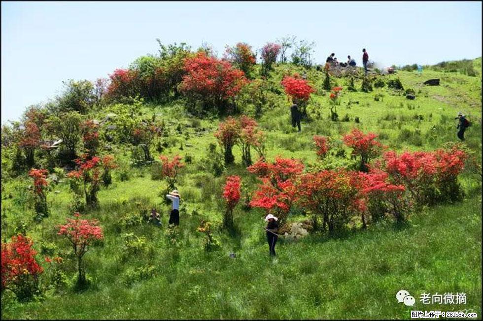 【春天,广西桂林灌阳县向您发出邀请!】宝盖山上映山红 - 游山玩水 - 庆阳生活社区 - 庆阳28生活网 qingyang.28life.net