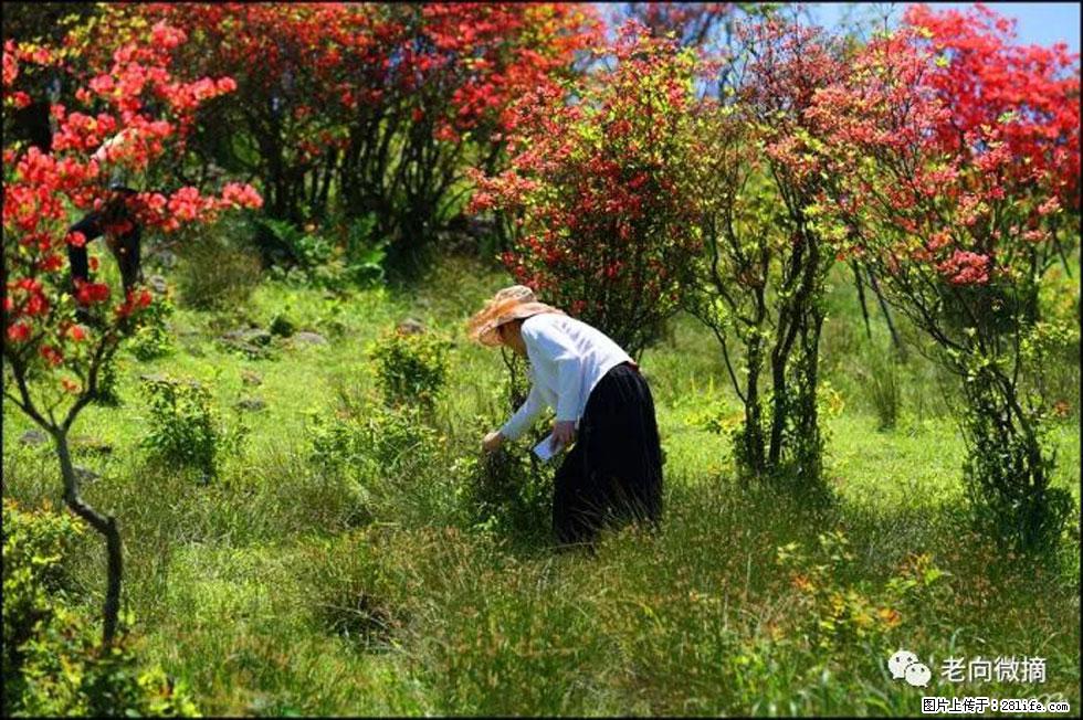 【春天,广西桂林灌阳县向您发出邀请!】宝盖山上映山红 - 游山玩水 - 庆阳生活社区 - 庆阳28生活网 qingyang.28life.net