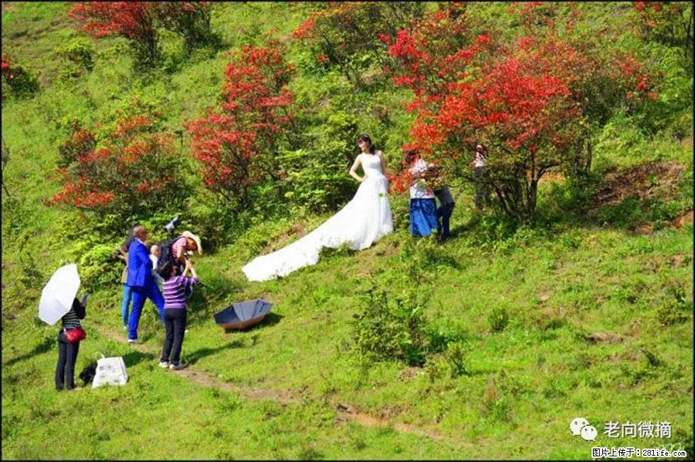 【春天,广西桂林灌阳县向您发出邀请!】宝盖山上映山红 - 游山玩水 - 庆阳生活社区 - 庆阳28生活网 qingyang.28life.net