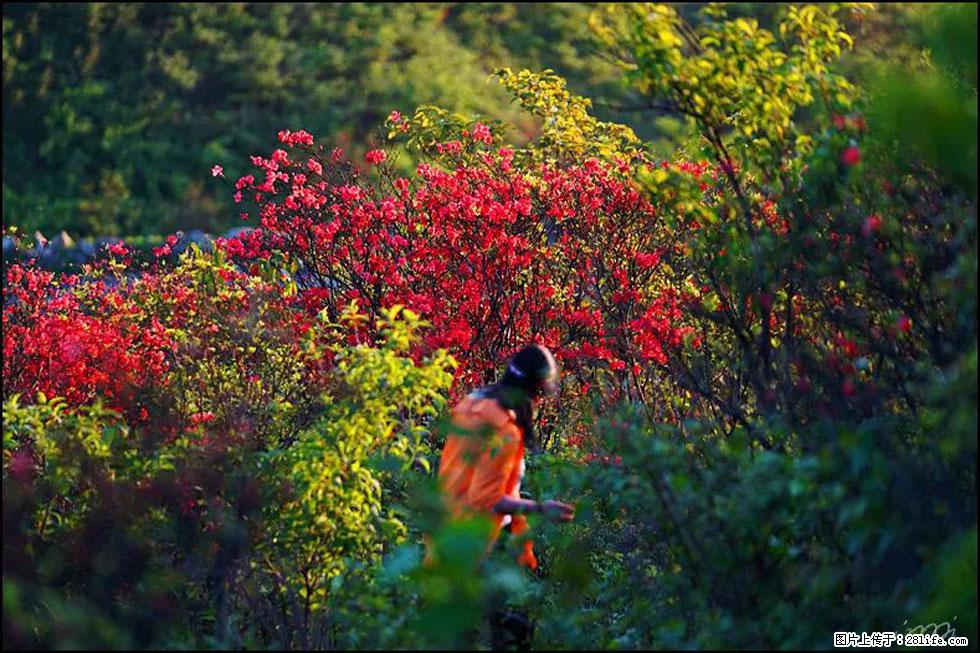 【春天,广西桂林灌阳县向您发出邀请!】春木界上映山红 - 游山玩水 - 庆阳生活社区 - 庆阳28生活网 qingyang.28life.net