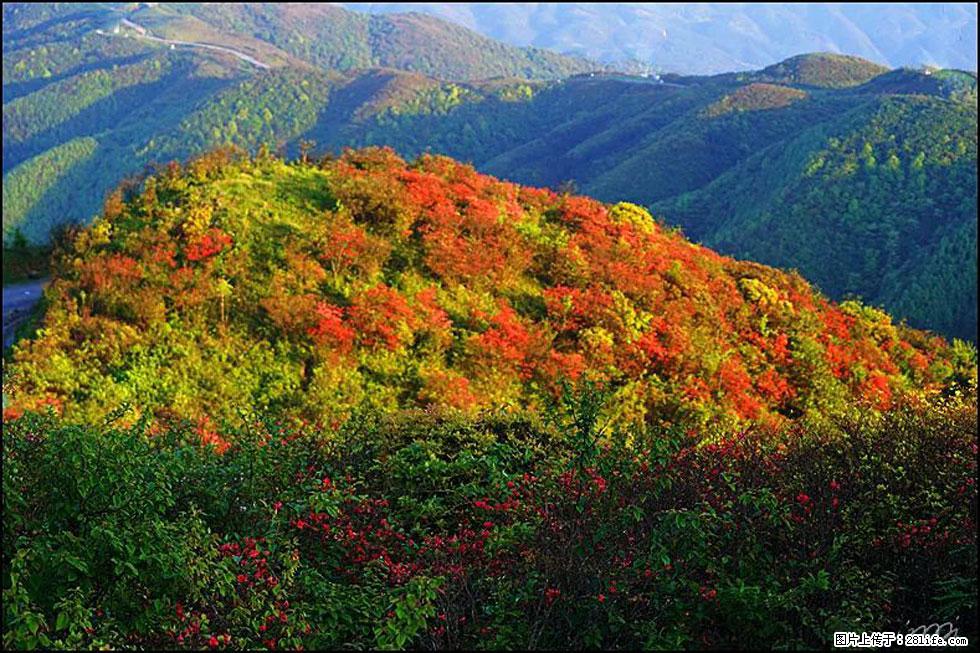 【春天,广西桂林灌阳县向您发出邀请!】春木界上映山红 - 游山玩水 - 庆阳生活社区 - 庆阳28生活网 qingyang.28life.net