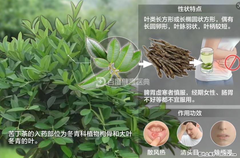 苦丁茶有哪些功效和作用 - 生活百科 - 庆阳生活社区 - 庆阳28生活网 qingyang.28life.net