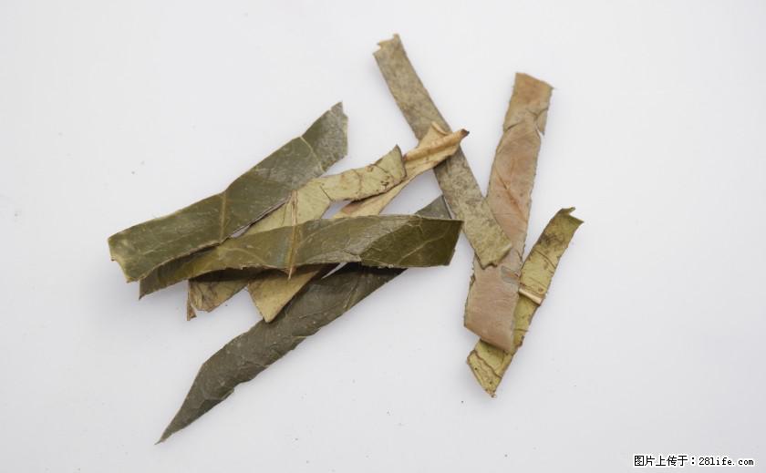 苦丁茶有哪些功效和作用 - 生活百科 - 庆阳生活社区 - 庆阳28生活网 qingyang.28life.net