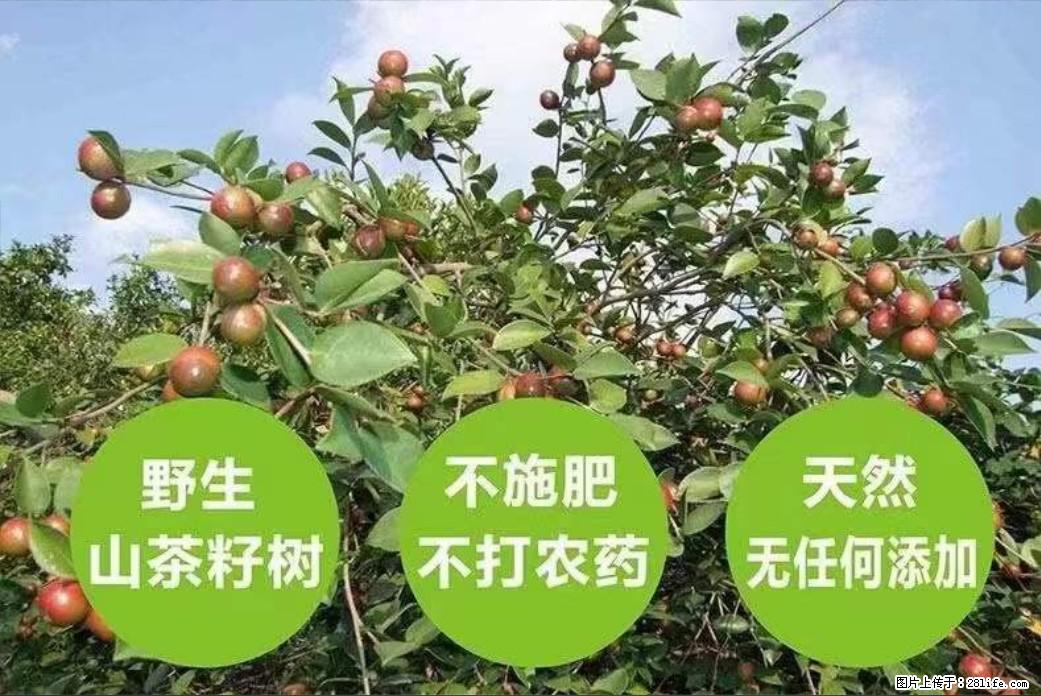 【灌阳县油茶产业示范区】一个有着充实的精神生活的人，对待身外之物自会有一种淡泊的态度 - 美食天地 - 庆阳生活社区 - 庆阳28生活网 qingyang.28life.net