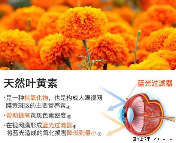 叶黄素有什么功效和作用 - 生活百科 - 庆阳生活社区 - 庆阳28生活网 qingyang.28life.net