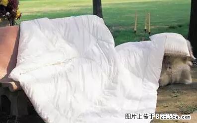 被子有异味？只要这样做，比晒太阳还强100倍！ - 家居生活 - 庆阳生活社区 - 庆阳28生活网 qingyang.28life.net