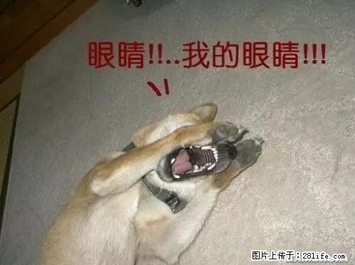 笑癫了！一女的怀孕三年未生，他终于忍不住了... - 娱乐八卦 - 庆阳生活社区 - 庆阳28生活网 qingyang.28life.net