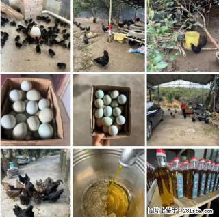 油茶园从小鸡仔开始养起的纯土鸡、土鸡蛋可以预定啦！还有前几天刚榨的纯山茶油哦 - 庆阳28生活网 qingyang.28life.net