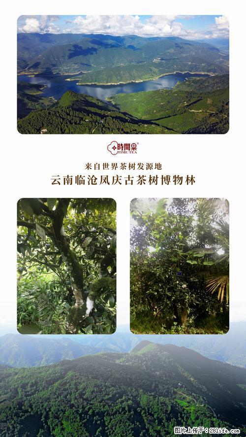 时间果百年古树2025年春红茶 - 购物交流 - 庆阳生活社区 - 庆阳28生活网 qingyang.28life.net