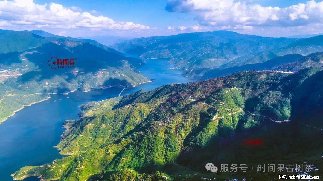 时间果百年古树龙珠普洱生茶 - 购物交流 - 庆阳生活社区 - 庆阳28生活网 qingyang.28life.net