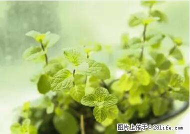 晕车、脚气、牙齿变黄、皮肤粗糙？学会这些三分钟搞定！ - 庆阳生活资讯 - 庆阳28生活网 qingyang.28life.net