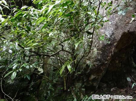 平乐石崖茶，珍贵仅次于金花茶 - 庆阳生活资讯 - 庆阳28生活网 qingyang.28life.net