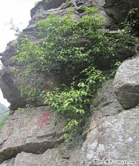 平乐石崖茶，珍贵仅次于金花茶 - 庆阳生活资讯 - 庆阳28生活网 qingyang.28life.net