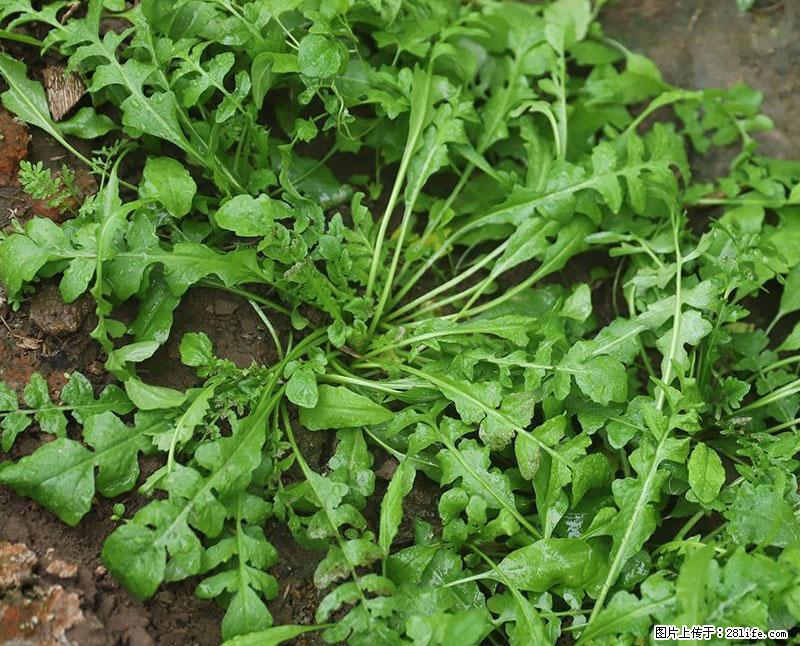 这些蔬菜是“天然钙片”，这6种被医生重点推荐 - 庆阳生活资讯 - 庆阳28生活网 qingyang.28life.net