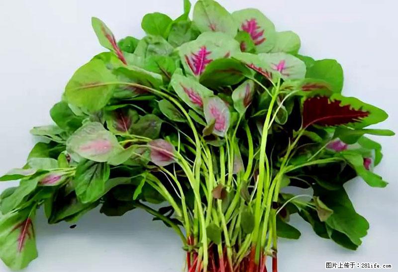 这些蔬菜是“天然钙片”，这6种被医生重点推荐 - 庆阳生活资讯 - 庆阳28生活网 qingyang.28life.net