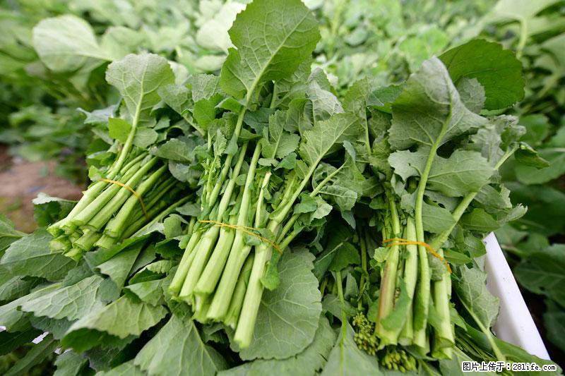 这些蔬菜是“天然钙片”，这6种被医生重点推荐 - 庆阳生活资讯 - 庆阳28生活网 qingyang.28life.net